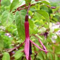 Fuchsia x 'Zulu King'